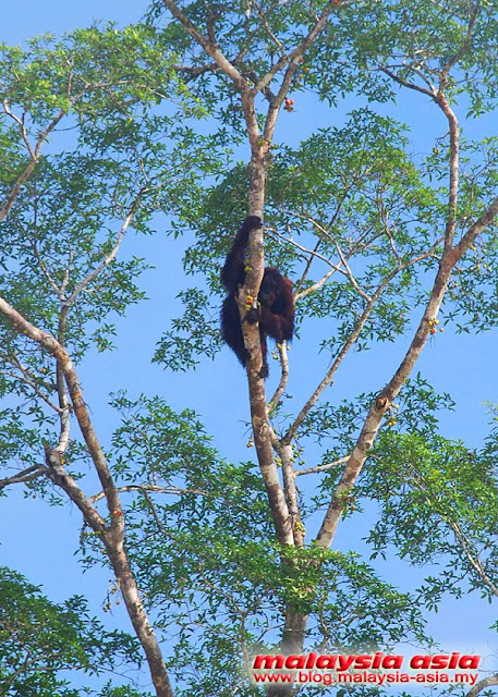 Kinabatangan River Wild Orangutan