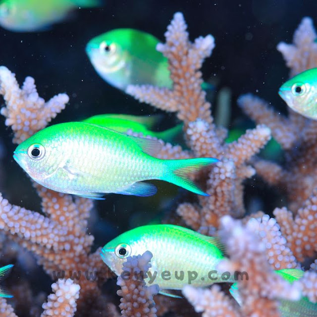 Ikan Green Chromis