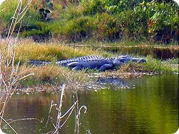 big-gators