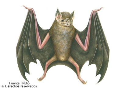 Murciélago vampiro Desmodus rotundus