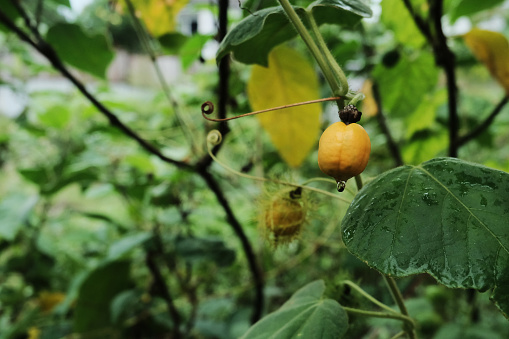 manfaat buah rambusa dan efek samping untuk kesehatan tubuh.