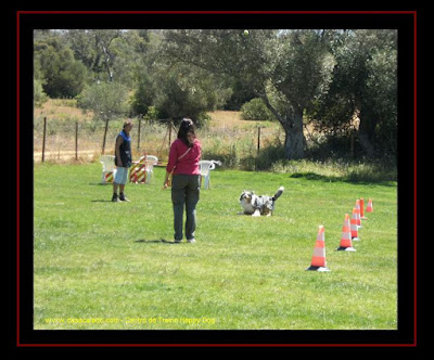 Algarve dog training center