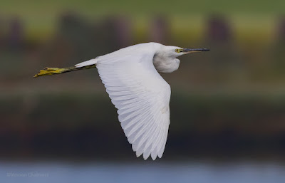 Little egret in the mist - Woodbridge Island