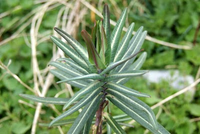 Kruisbladige Wolfsmelk - Kochelbeane - Euphorbia lathyrus