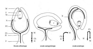 différents types d’ovules