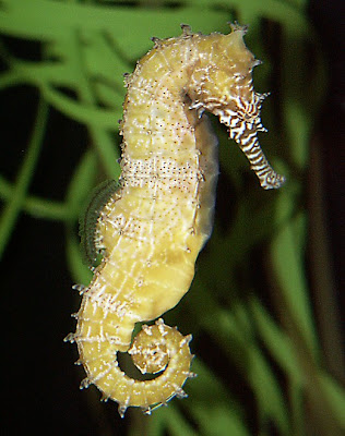  Barbour’s seahorse 