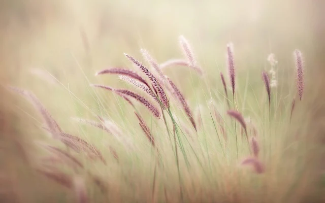 Morning Grass Field Nature wallpaper. Click on the image above to download for HD, Widescreen, Ultra HD desktop monitors, Android, Apple iPhone mobiles, tablets.