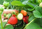 Techniques and Ways to Plant Strawberry Hydroponics