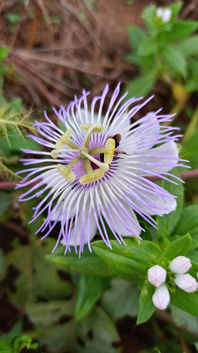 Deixe seu dia mais florido e leve com as flores da serra das Pias/AL