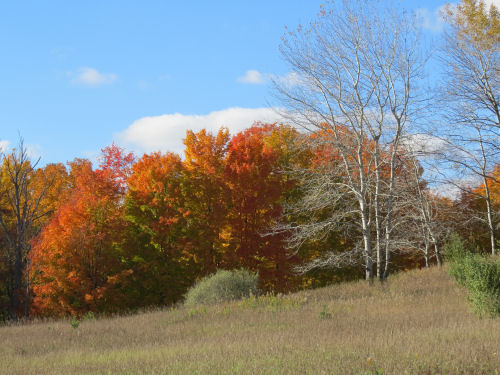 autumn colors