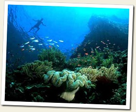 reef_of_bunaken