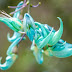 Jade Vine (Strongylodon macrobotrys) – The Enchanting Emerald Bloom