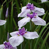 城北公園・城北菖蒲園