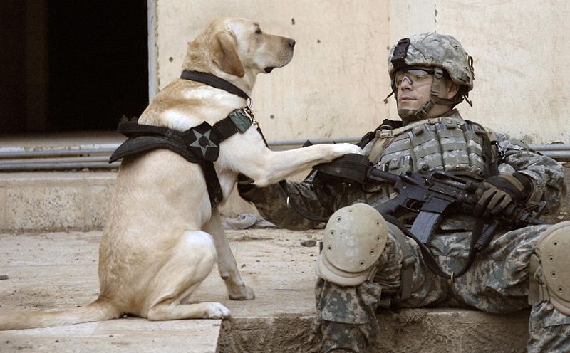 The Elka Almanac: Military Working Dogs