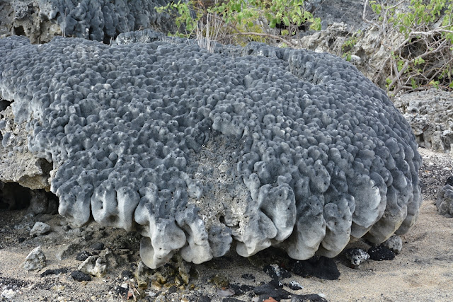 Urbina Bay Galapagos coral