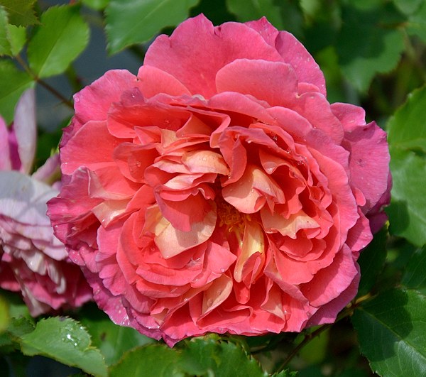 Reine Sammut роза сорт фото