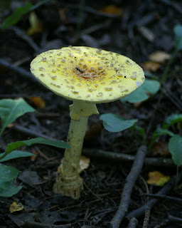 Amanite tue-mouches jaune-orange - Amanita muscaria var. guessowii