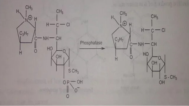 Clindamycin - 2' - phosphate