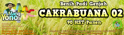 MANGYONO.com Jual Benih Padi CAKRABUANA 02