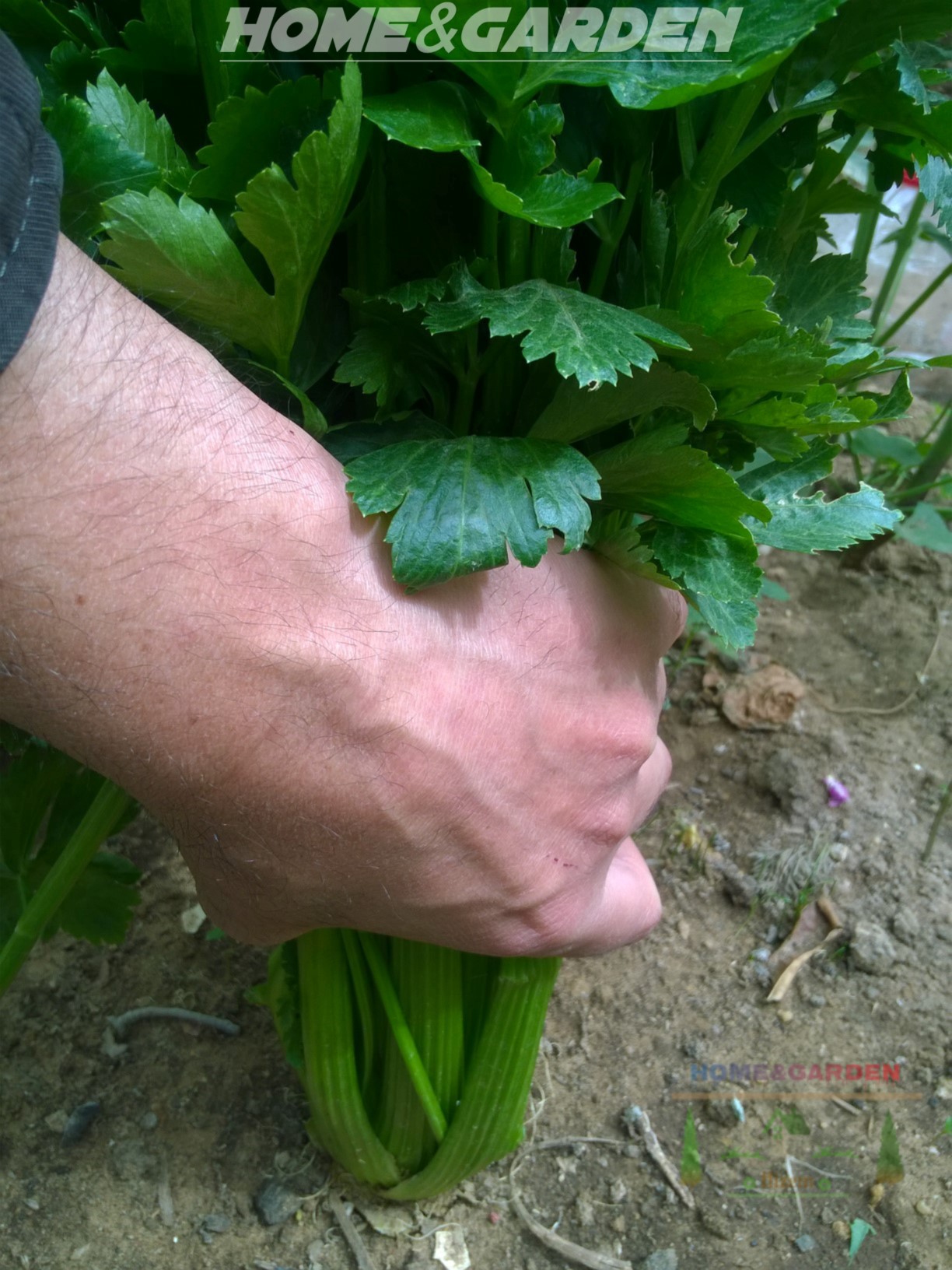 Early growers found that the naturally strong flavors could be diminished if grown in cooler conditions and also if blanched. Blanching is the practice of pushing dirt up around the base of the stalks to prevent sunlight from turning the stalks green.