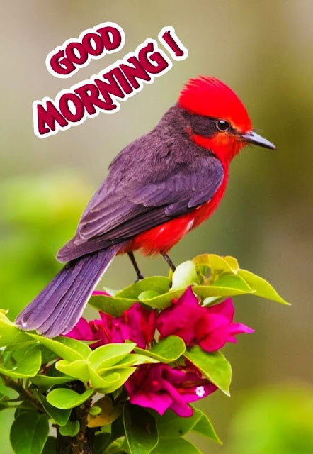 Birds Good Morning Images