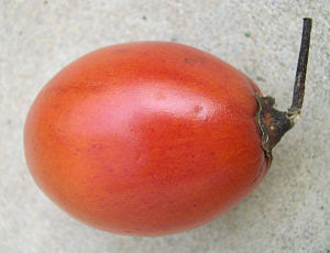 tamarillo