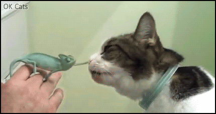 Funny Cat GIF • Cute Chameleon wants to be friends with curious cat. 'Come at me Bro' [ok-cats.com]