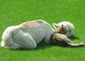 foto persahabatan seekor alpaca dan sepasang kucing 04