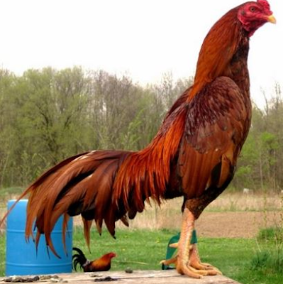 cara ternak ayam bangkok