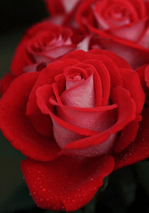 WhatsApp Status: One Line Awesome Flirt Status For WhatsApp