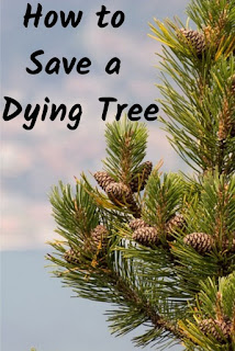 How to Save a Dying Tree