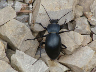 Carabus (Pachystus) glabratus female DSC120796