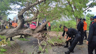 Pohon Tumbang di Gatot Subroto, Brimob Bone Terjun Evakuasi 