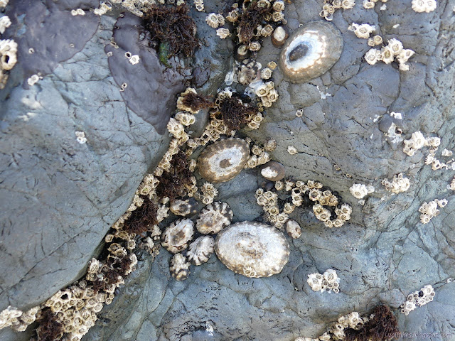 limpets and barnacles scattered about a rock