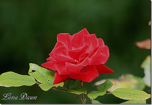 CrimsonRed_Sept26