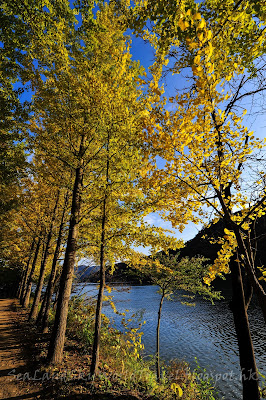 南怡島紅葉 Nami Island