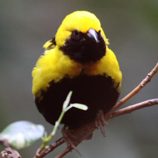 Napoleon Weaver Bird Pictures