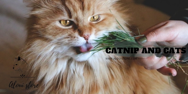 Catnip Magic: What Happens When Cats Encounter It?