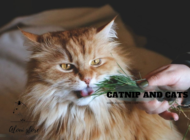 Catnip and cats