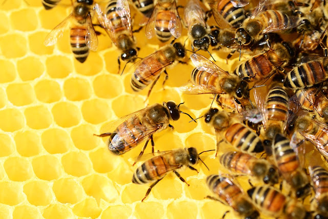 Bagaimana Cara Lebah Memproduksi Madu? 
