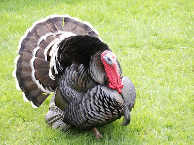 male turkey