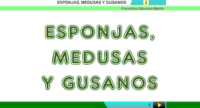 http://www.ceiploreto.es/sugerencias/cplosangeles.juntaextremadura.net/web/curso_3/naturales_3/esponjas_medusas_gusanos_4/esponjas_medusas_gusanos_4.html