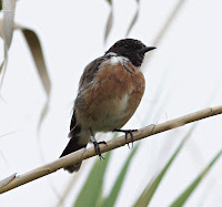 Tarabilla común (Saxicola torquata).