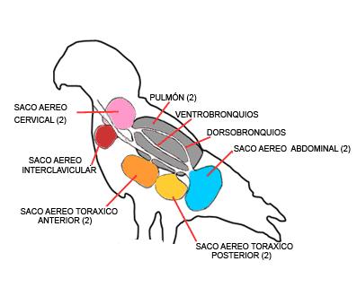 Resultado de imagen de que son los sacos aereos