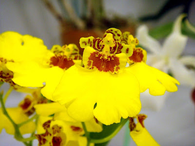 Oncidium Sweet Sugar orchid hybrid care and culture