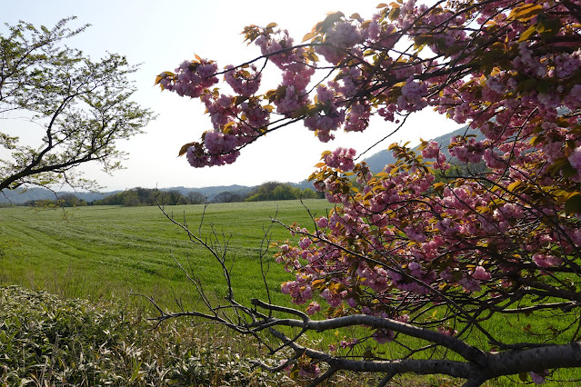 鳥取県道30号赤碕大山線　大山環状道路　香取　ヤエザクラ（八重桜）