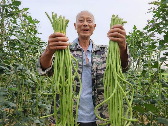 Cowpea planting Guide