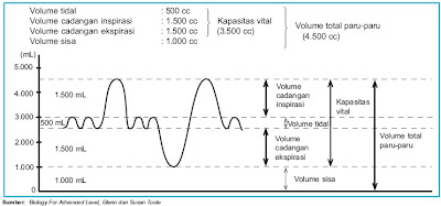 Grafik volume udara pernapasan pada manusia