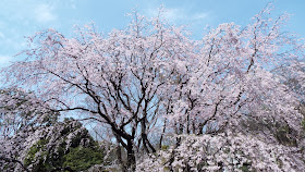 六義園（りくぎえん）のしだれ桜