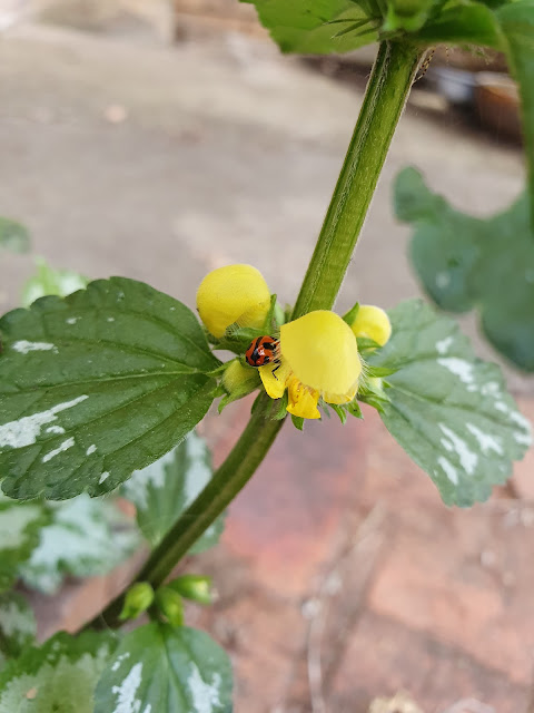 ladybird hiding in yellow archangel flower